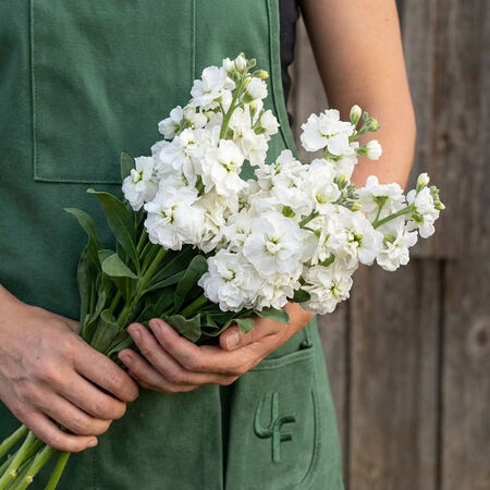 White Quartet, Stock Seeds - Packet image number null